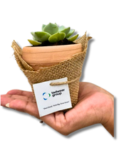 Terracotta Pot with Seeds