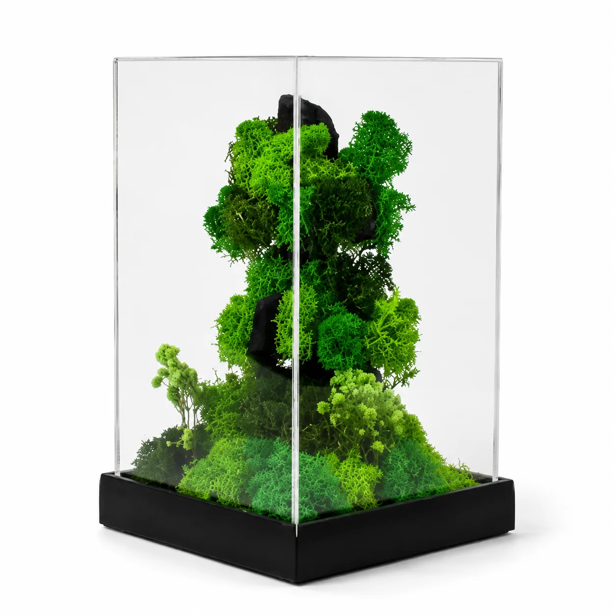 Forest Terrarium Rise