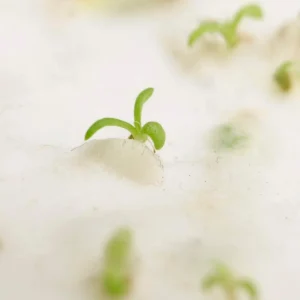 Seed Paper B5 7" x 10" (2-side)