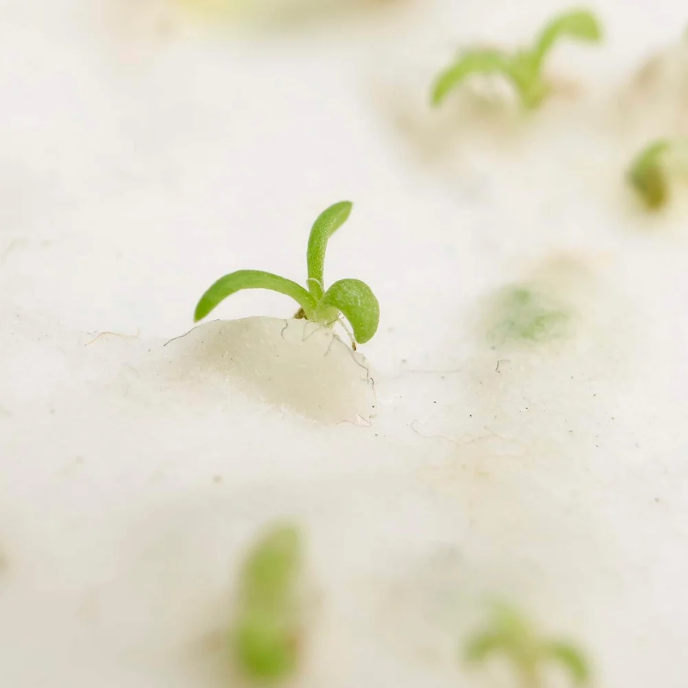 Seed Paper B5 7" x 10" (2-side)